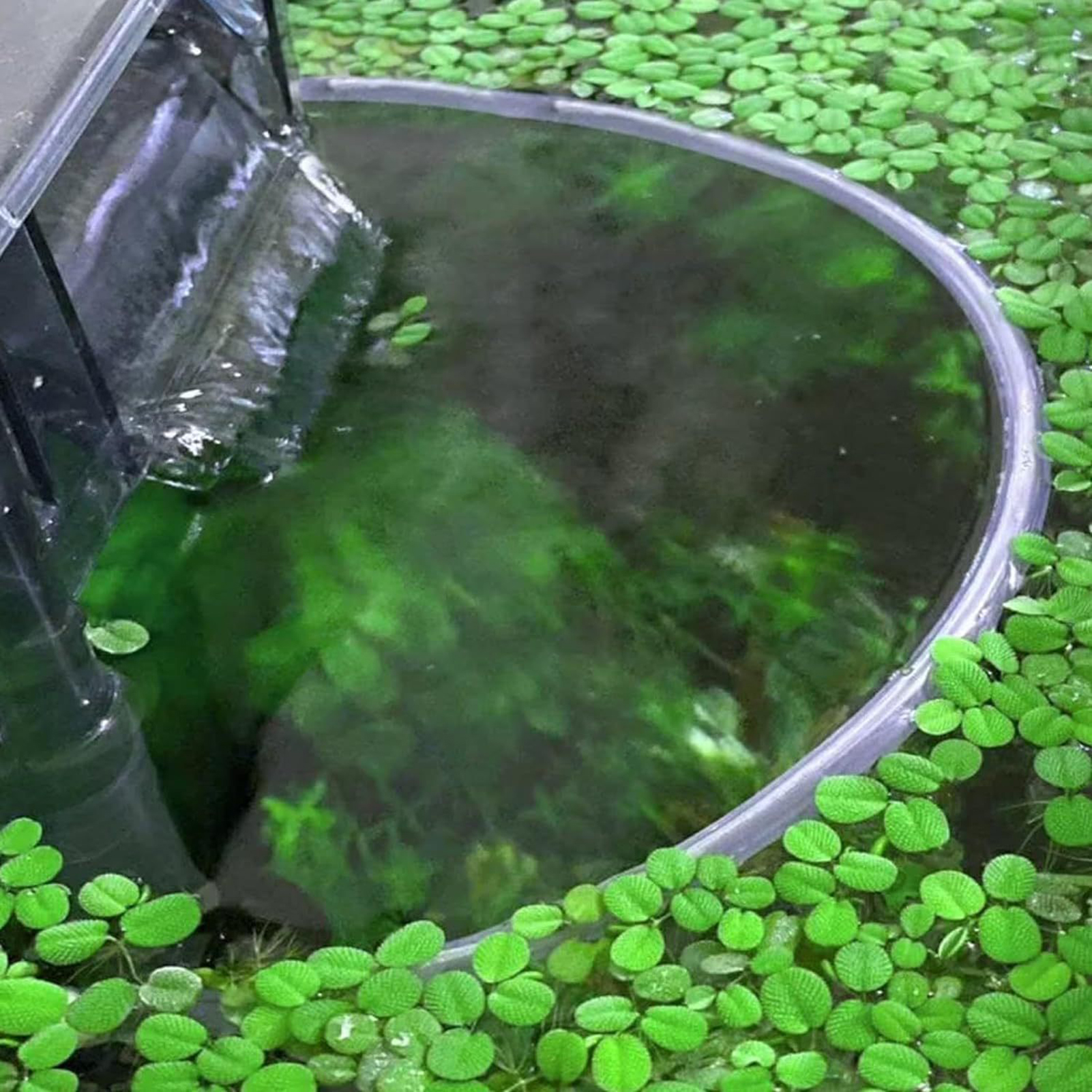 Aquarium Floating Plant Fence  - огляд і ціна Home Improvement Fence